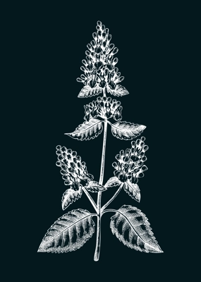 Catnip sketch. Apothecary plant drawing. Herbal remedies, medicinal plant, natural medicine hand-drawn vector illustration. NOT AI genereted